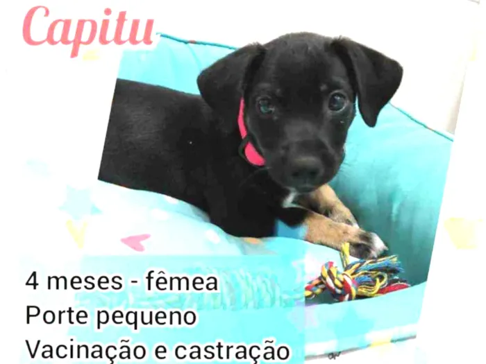 Cachorro raça Srd idade 2 a 6 meses nome Capitu