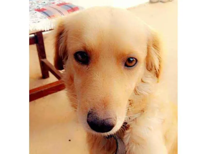 Cachorro ra a Vira-lata idade 4 anos nome Kiara