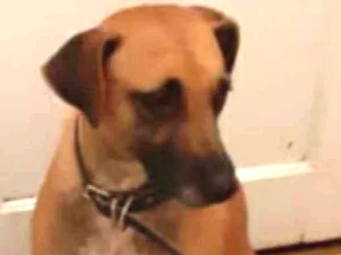 Cachorro raça srd idade 2 anos nome Juju