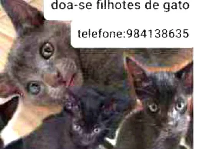 Gato ra a Gatos idade Abaixo de 2 meses nome Nao tem nome