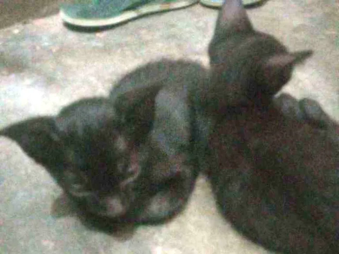 Gato ra a Gatos idade Abaixo de 2 meses nome Nao tem nome