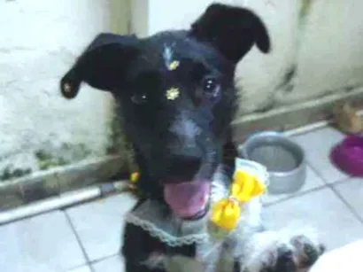 Cachorro raça Mestiço  idade 1 ano nome LAICA