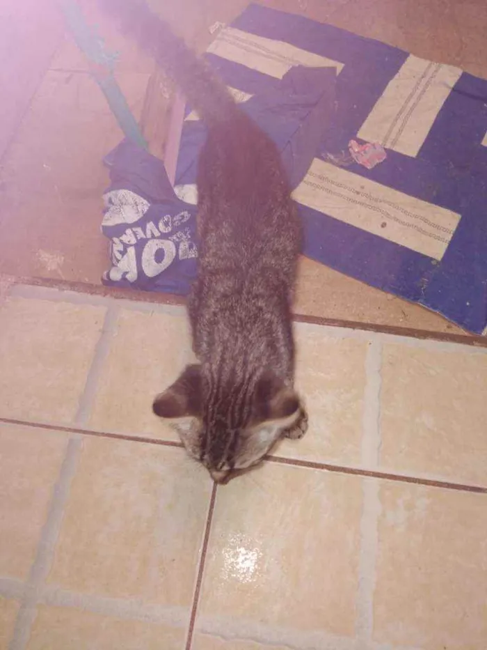 Gato ra a Viralatas idade 2 a 6 meses nome Kaco