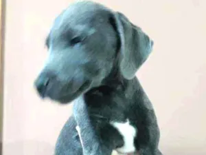 Cachorro raça Labrador ckm americano idade 2 a 6 meses nome Guri