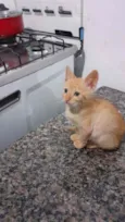 Gatinho