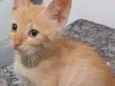 Gatinho