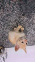 Gatinho
