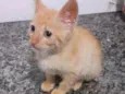 Gatinho