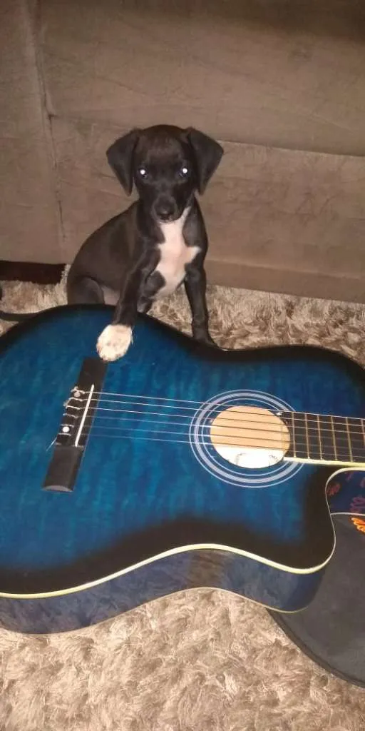 Cachorro ra a sem raça indefinida idade 2 a 6 meses nome nao tem