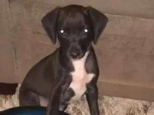 Cachorro raça sem raça indefinida idade 2 a 6 meses nome nao tem