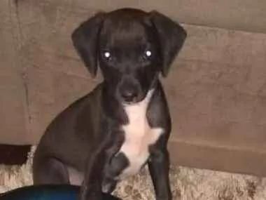Cachorro ra a sem raça indefinida idade 2 a 6 meses nome nao tem