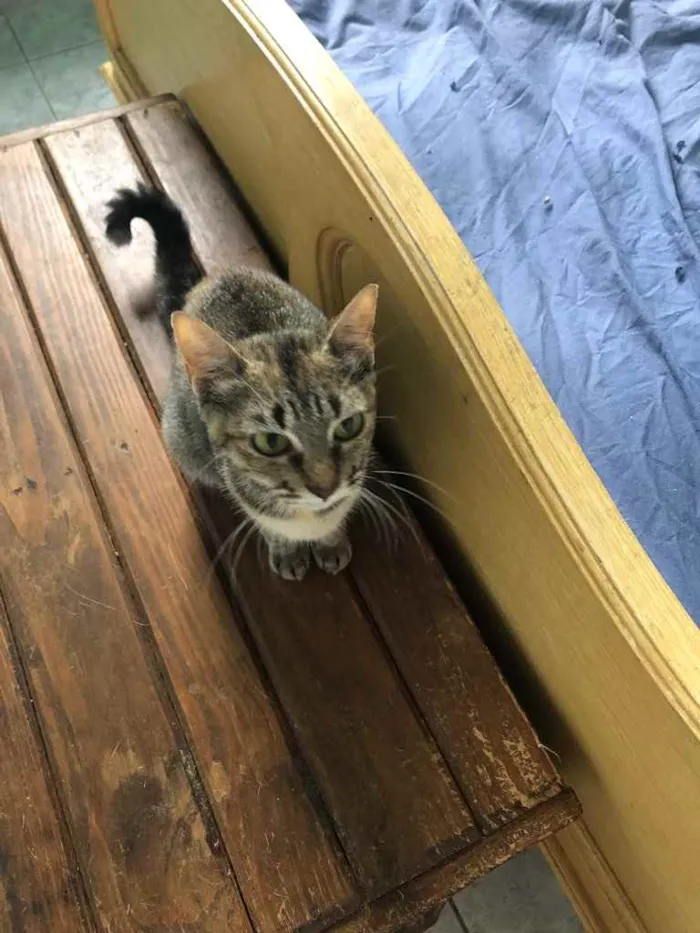 Gato raça Srd idade 7 a 11 meses nome Charlotte 