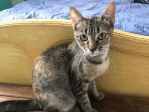 Gato raça Srd idade 7 a 11 meses nome Charlotte 