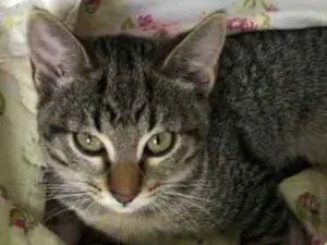 Gato raça Srd idade 2 a 6 meses nome Hana