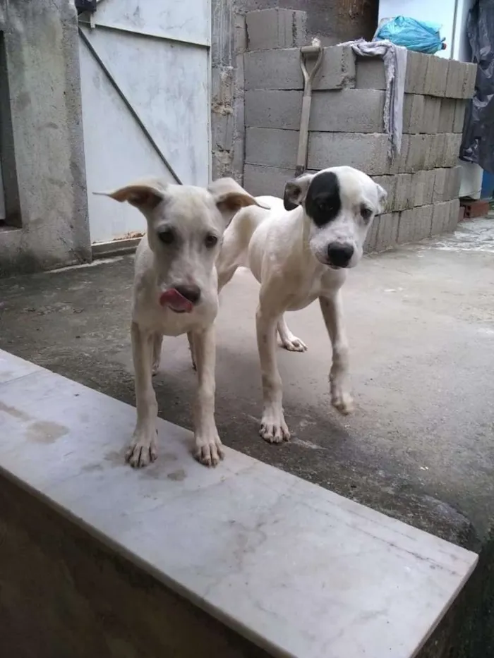 Cachorro raça SRD idade 2 a 6 meses nome Cãezinhos fofos