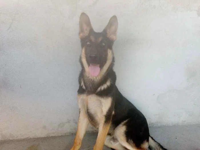 Cachorro ra a Pastor alemão idade 7 a 11 meses nome Jack