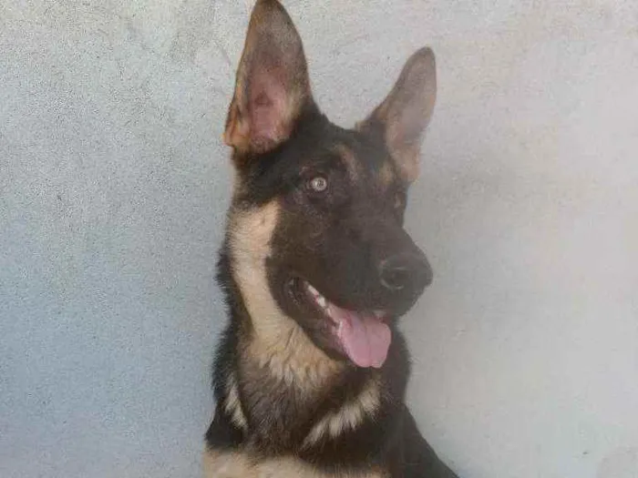 Cachorro ra a Pastor alemão idade 7 a 11 meses nome Jack