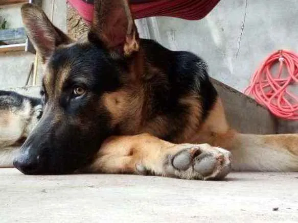 Cachorro ra a Pastor alemão idade 7 a 11 meses nome Jack