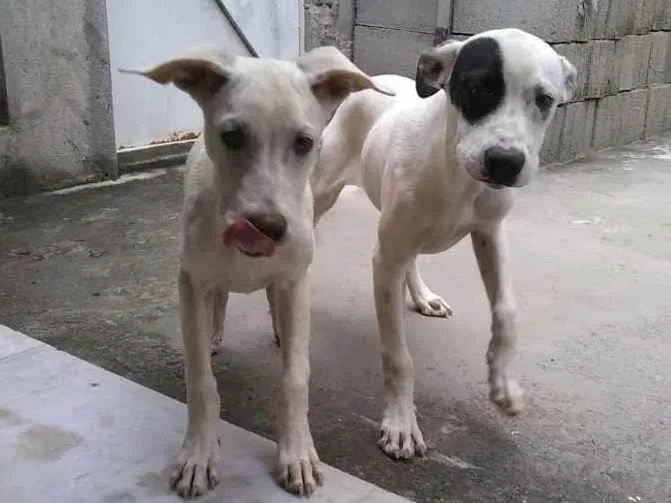 Cachorro raça SRD idade 2 a 6 meses nome Cãezinhos fofos