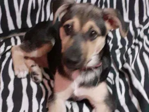 Cachorro raça Mestiço idade 2 a 6 meses nome Pipoca