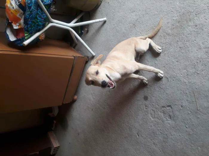 Cachorro raça Viralata  idade 7 a 11 meses nome Isnupi 