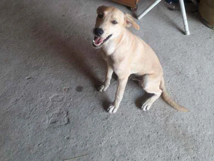 Cachorro raça Viralata  idade 7 a 11 meses nome Isnupi 