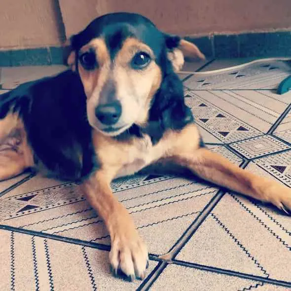 Cachorro ra a Srd idade 6 ou mais anos nome Belinha