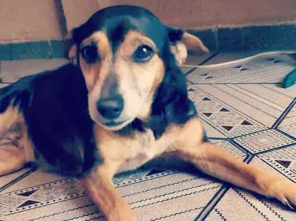 Cachorro ra a Srd idade 6 ou mais anos nome Belinha