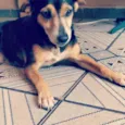 Belinha