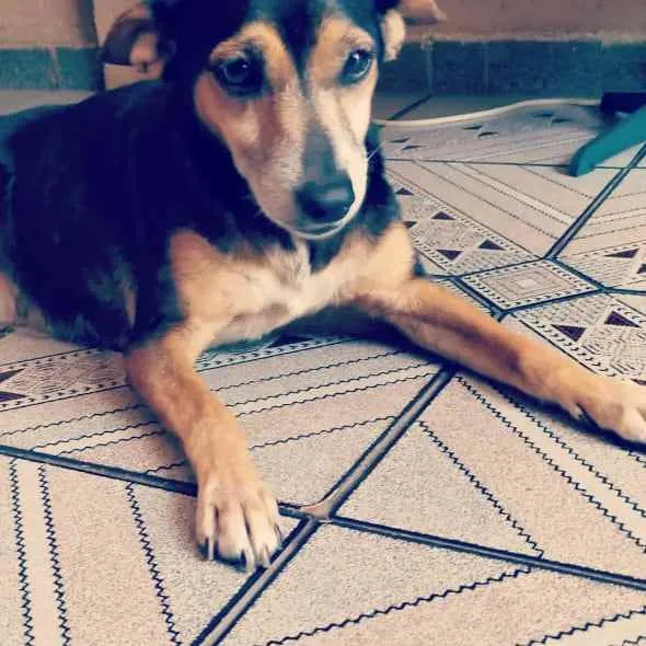Cachorro ra a Srd idade 6 ou mais anos nome Belinha