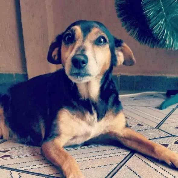 Cachorro ra a Srd idade 6 ou mais anos nome Belinha