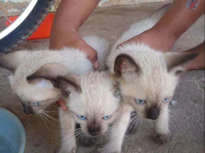 Gato ra a  idade Abaixo de 2 meses nome No ten