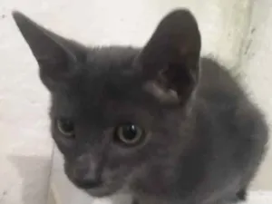Gato raça SRD idade 2 a 6 meses nome Arthos