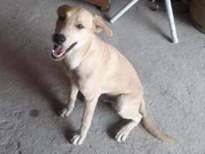 Cachorro raça Viralata  idade 7 a 11 meses nome Isnupi 