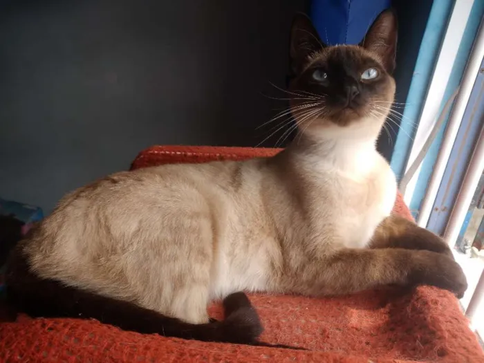 Gato ra a Siamês idade 1 ano nome Nana