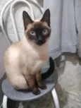 Nana