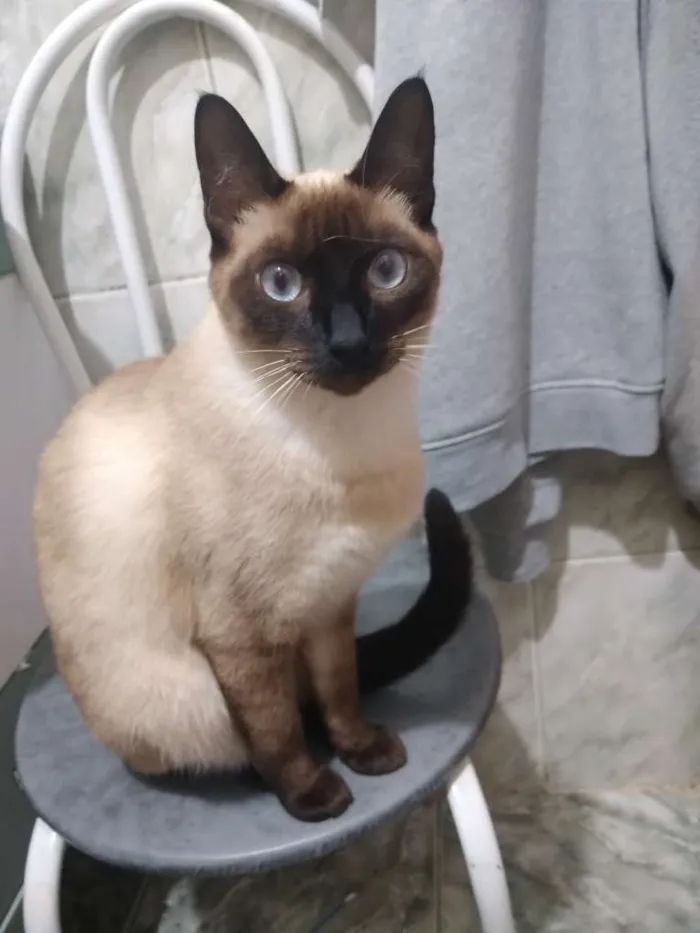 Gato ra a Siamês idade 1 ano nome Nana