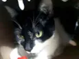 Nina