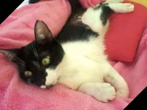 Gato raça  idade 7 a 11 meses nome Nina 