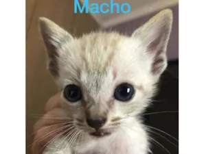 Gato raça  idade Abaixo de 2 meses nome Filhotes 