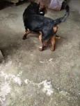 Bolt