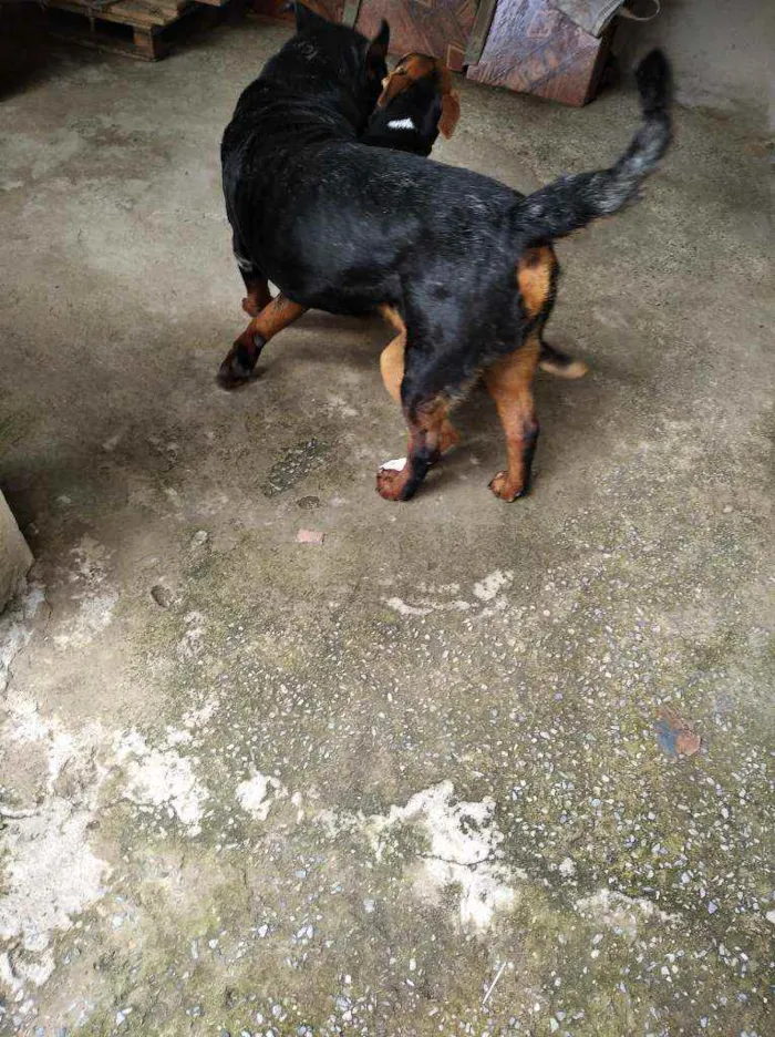 Cachorro raça Rotwaller idade 2 anos nome Bolt