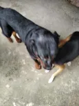Bolt