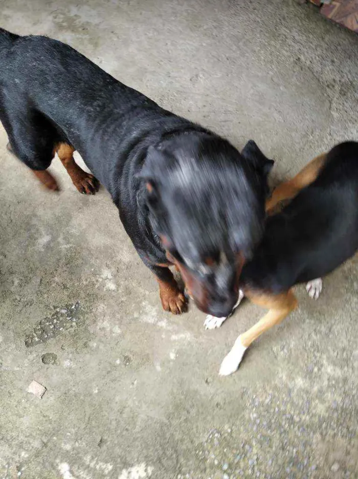 Cachorro raça Rotwaller idade 2 anos nome Bolt