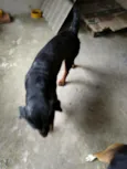 Bolt