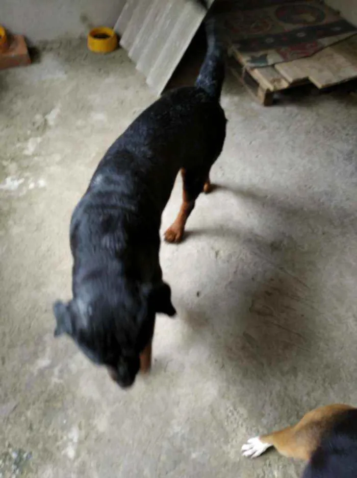 Cachorro raça Rotwaller idade 2 anos nome Bolt