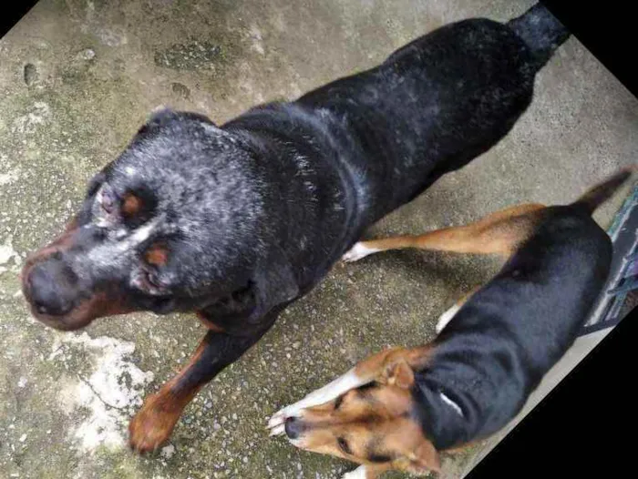 Cachorro raça Rotwaller idade 2 anos nome Bolt