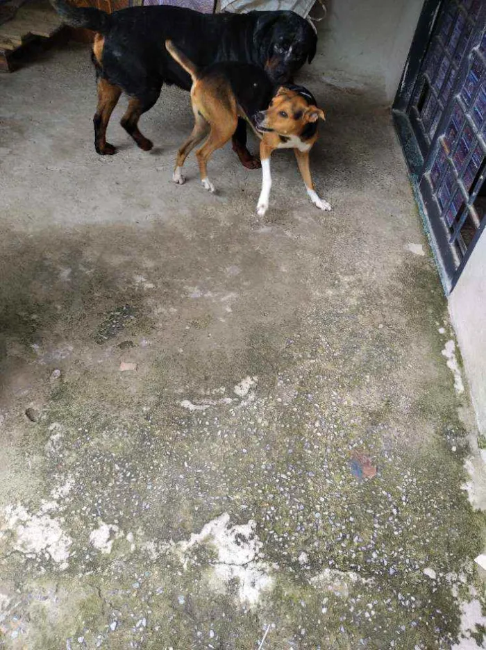 Cachorro raça Vira lata mistura de raça idade 2 anos nome Bob