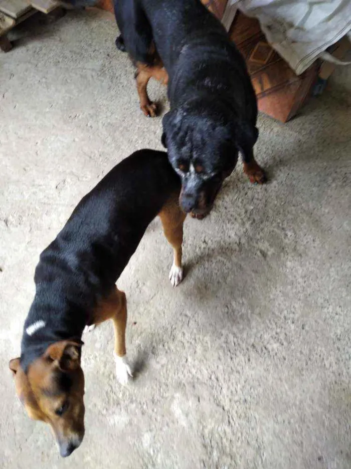 Cachorro raça Vira lata mistura de raça idade 2 anos nome Bob