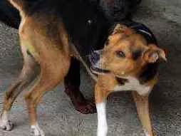 Cachorro raça Vira lata mistura de raça idade 2 anos nome Bob